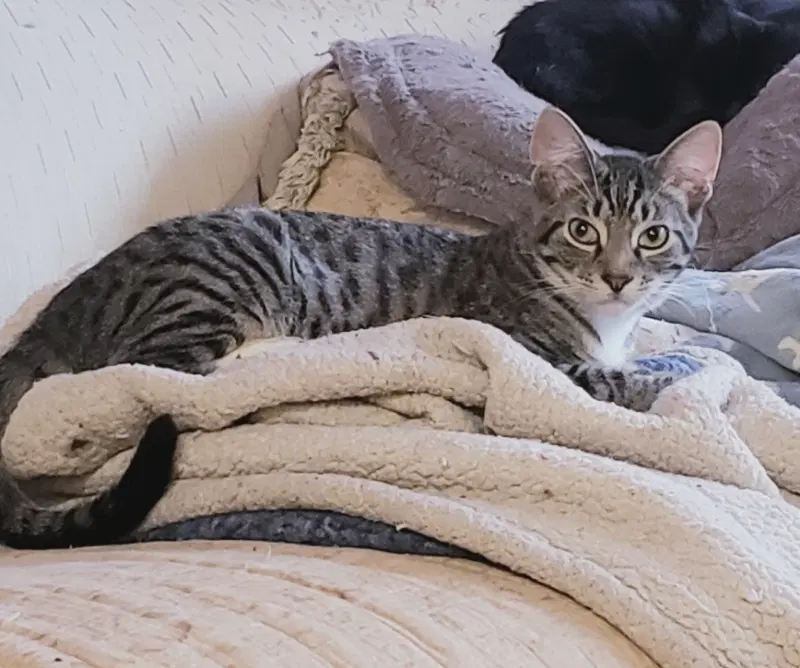 Christopher - American Shorthair