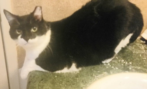 REY #FOR-EVER-YOURS - Tuxedo / Domestic Short Hair available for adoption