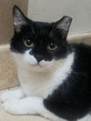 adoptable Cat in  named Rey #for-ever-yours