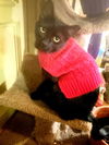 adoptable Cat in  named Juan Camilo