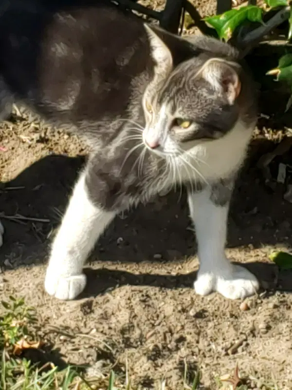 Gina Polydactyl-Princess - Domestic Short Hair