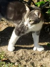 Gina #polydactyl-princess - Photo 1