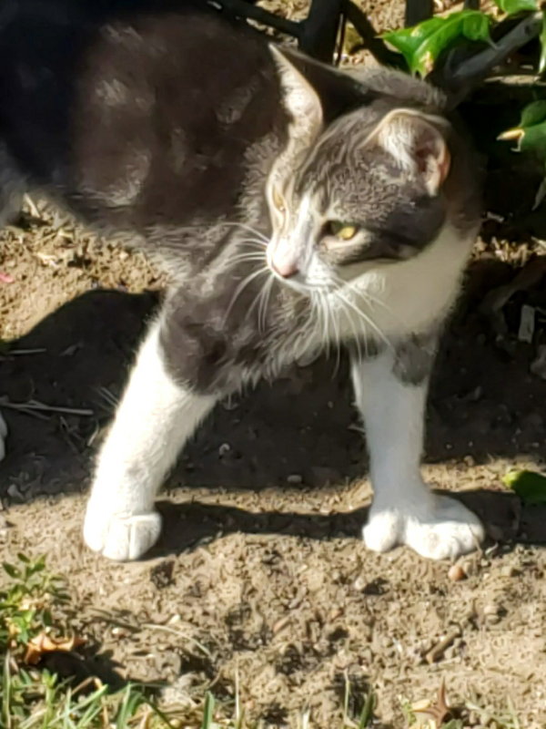 Gina #polydactyl-princess