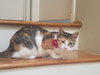 Antoinette #bundle-of-joy - Photo 3