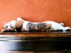 Antoinette #bundle-of-joy - Photo 5
