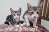 Willie - Photo 1
