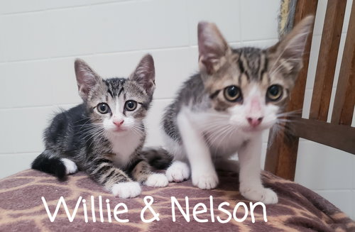 WILLIE - Domestic Short Hair available for adoption