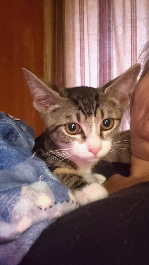WILLIE - Domestic Short Hair available for adoption
