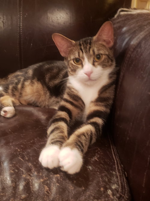 Willie, an adoptable Domestic Short Hair in Houston, TX