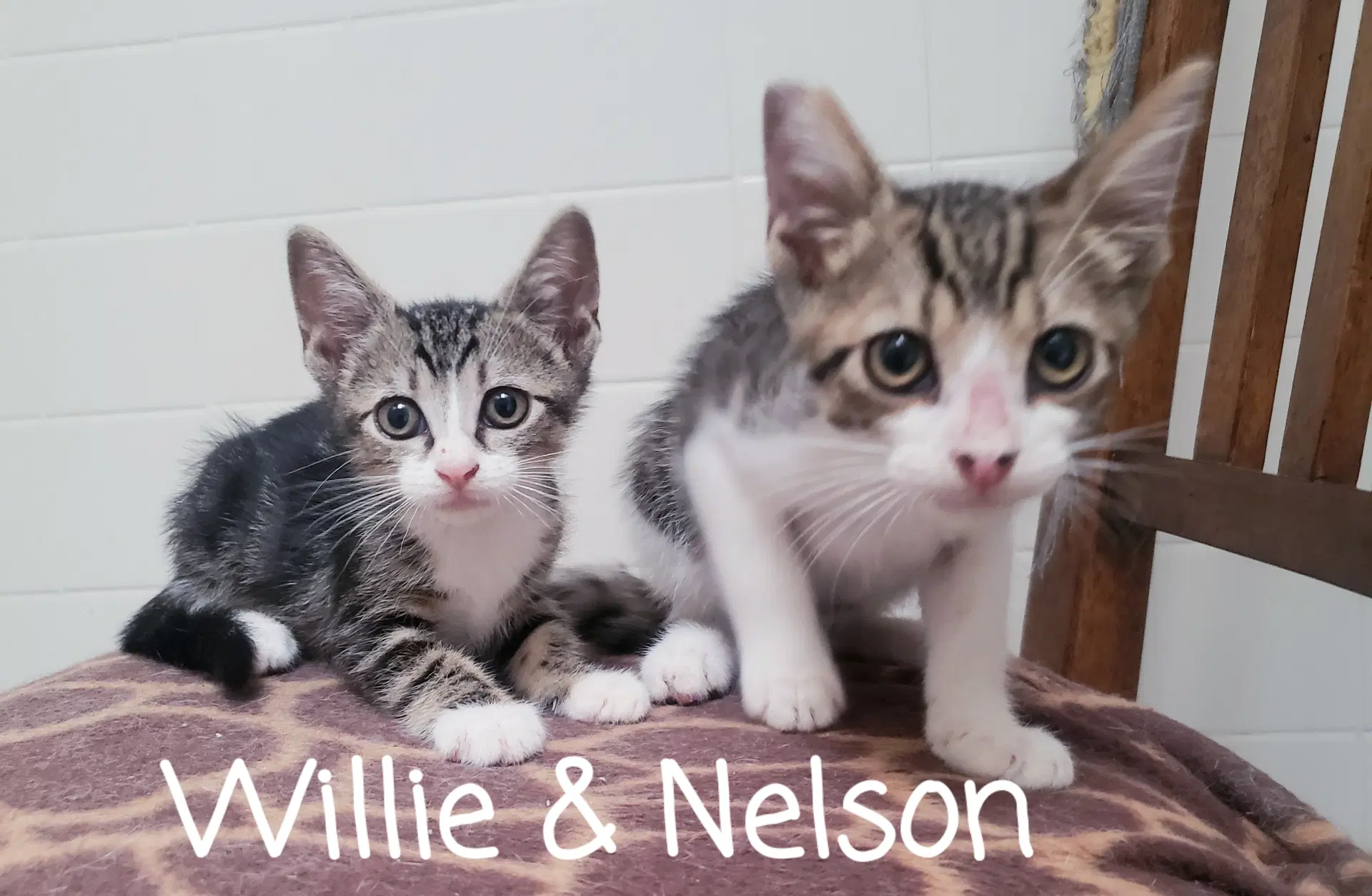 Nelson - Domestic Short Hair