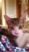 Nelson - Photo 2