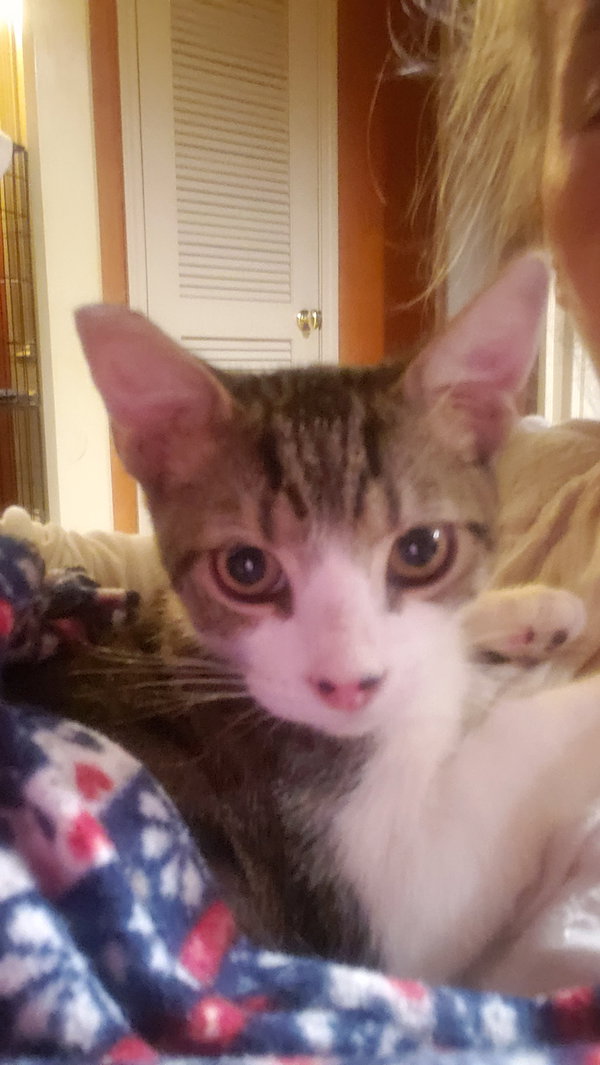 Nelson
