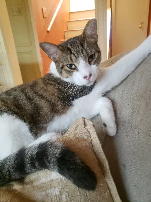Nelson - Domestic Short Hair