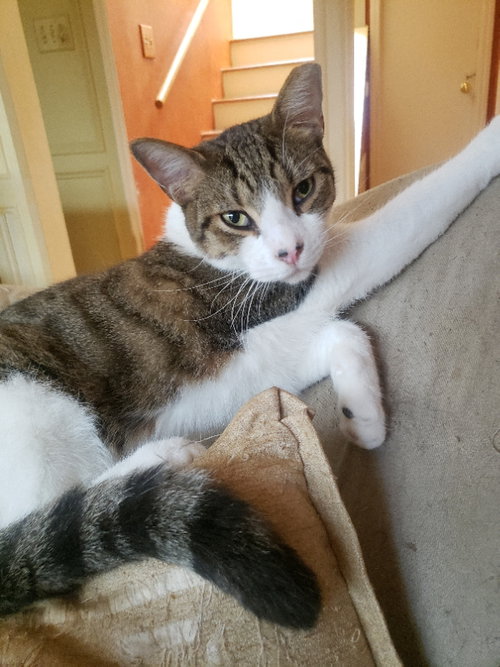 Nelson, an adoptable Domestic Short Hair in Houston, TX