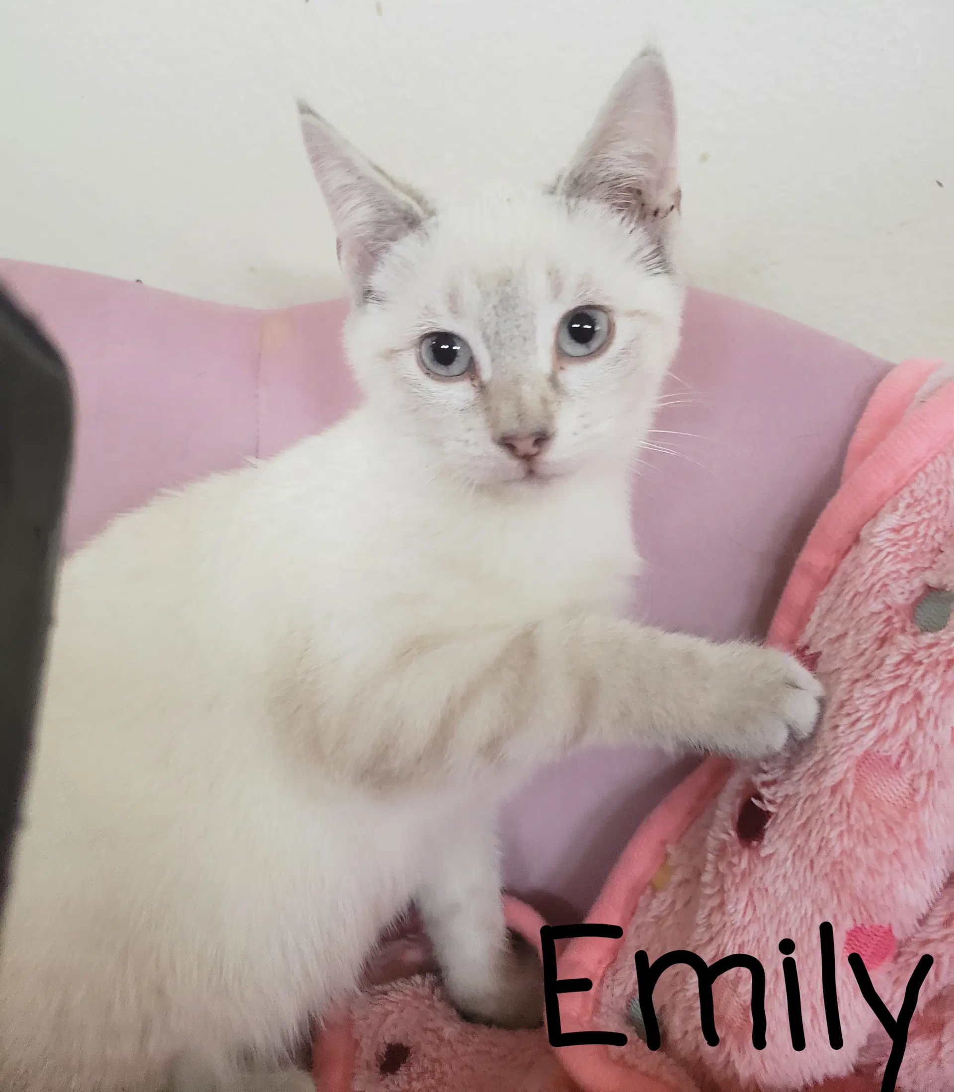 Emily - Siamese