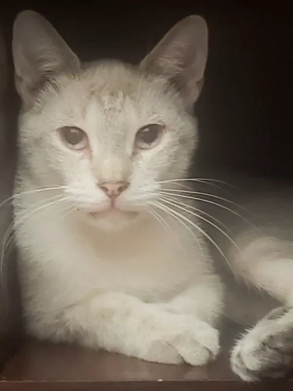 Emily - Siamese