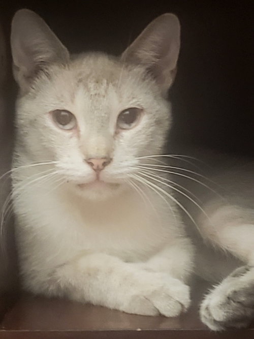 picture of the cat needing adoption