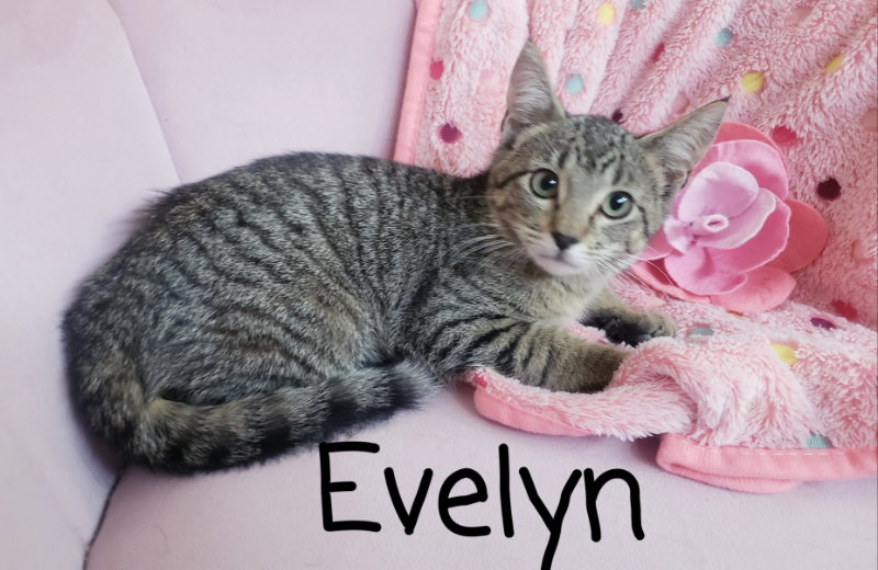Evelyn