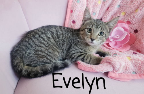 picture of the cat needing adoption
