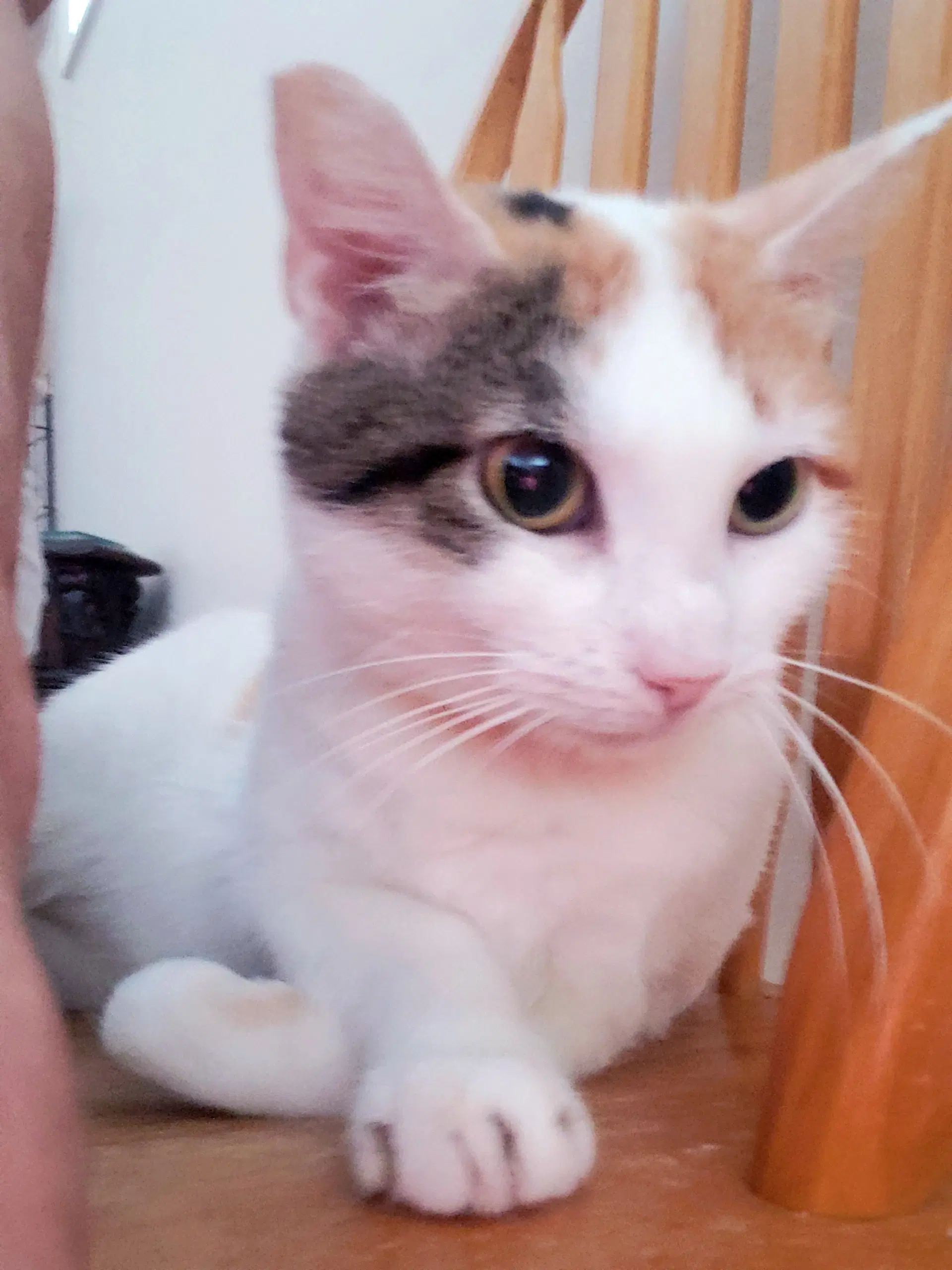 Julieta - Domestic Short Hair