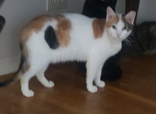 picture of the cat needing adoption