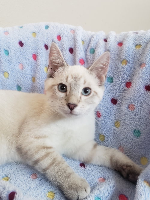 picture of the cat needing adoption