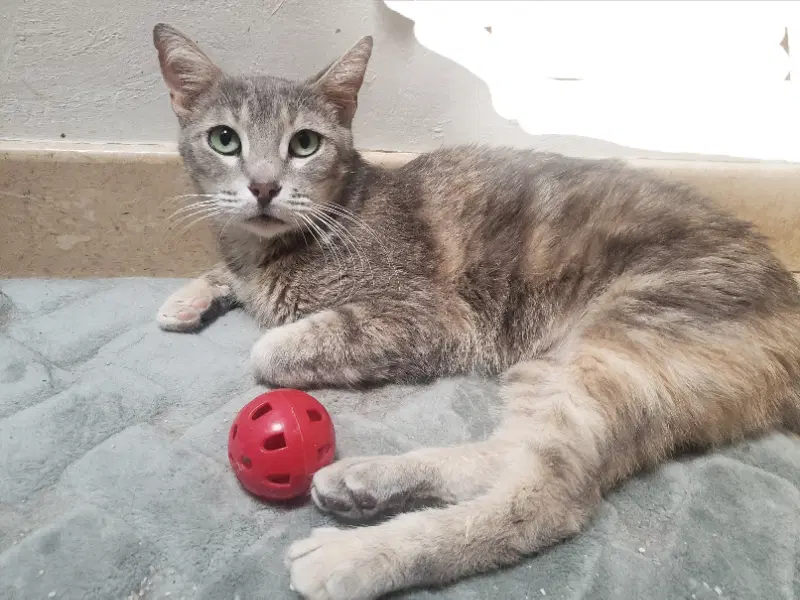 Gracie Lynn - Tortoiseshell