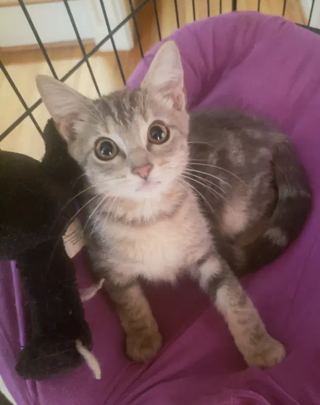 Penny - American Shorthair