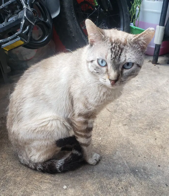 Denis - Siamese