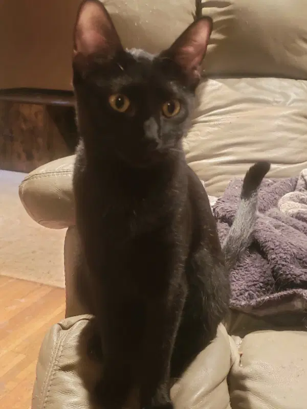 Olivia image 3