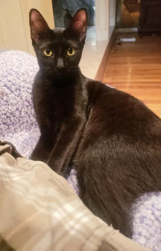 Olivia image 1