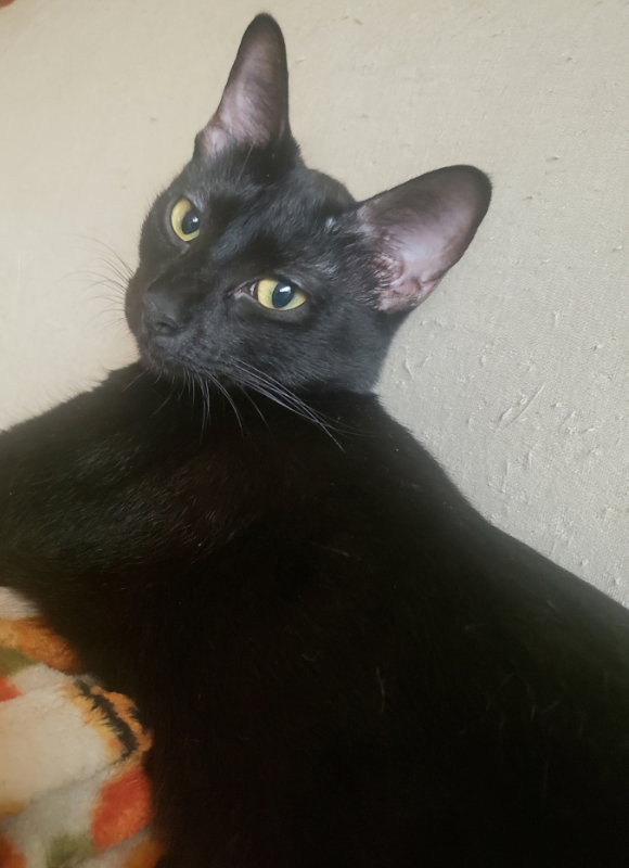 Olivia, photo 5