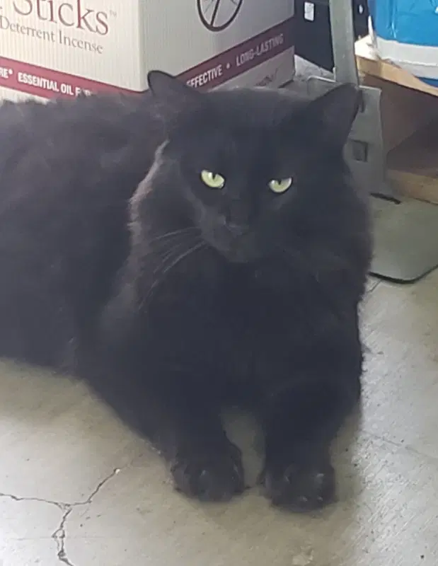 Thomas image 2