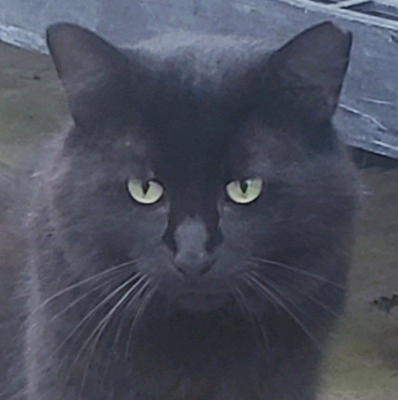 Thomas, Domestic Medium Hair
