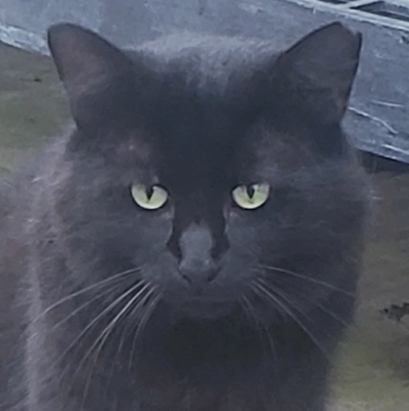 Thomas