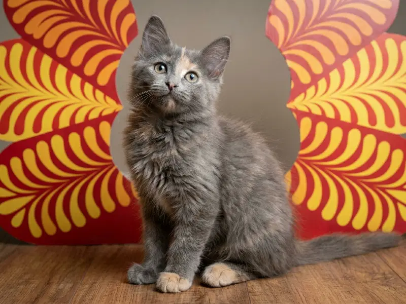 Rebecca - Domestic Medium Hair