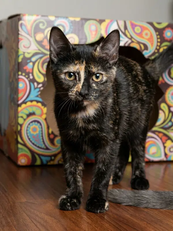 Renee - Tortoiseshell