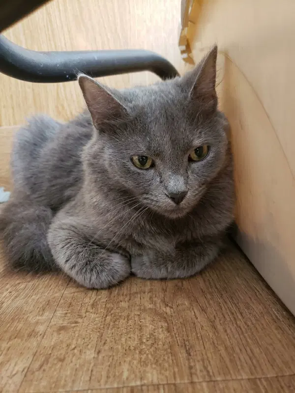 Mildred - Nebelung