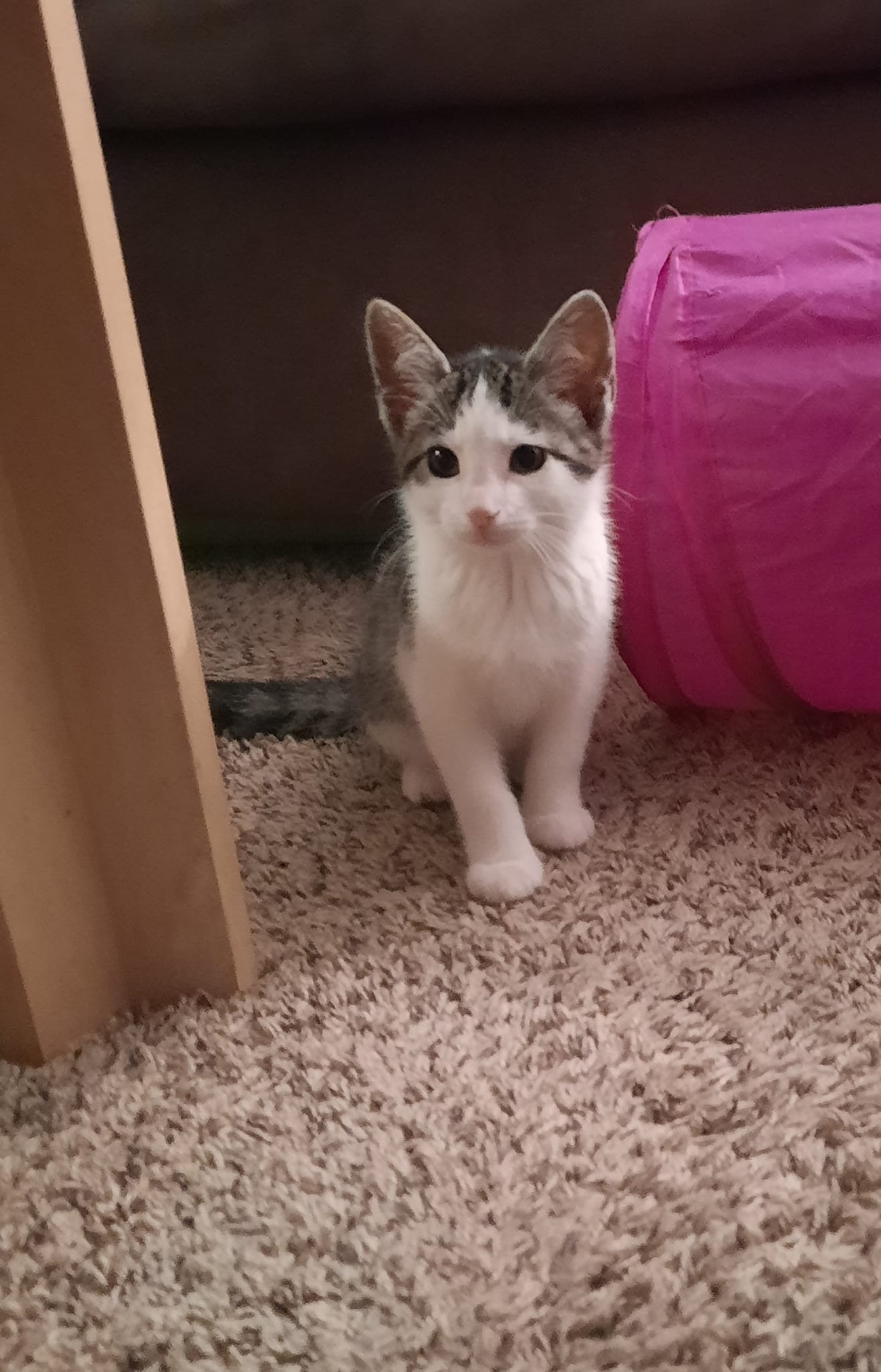 Cats for Adoption in Columbus, Ohio Alpha Paw