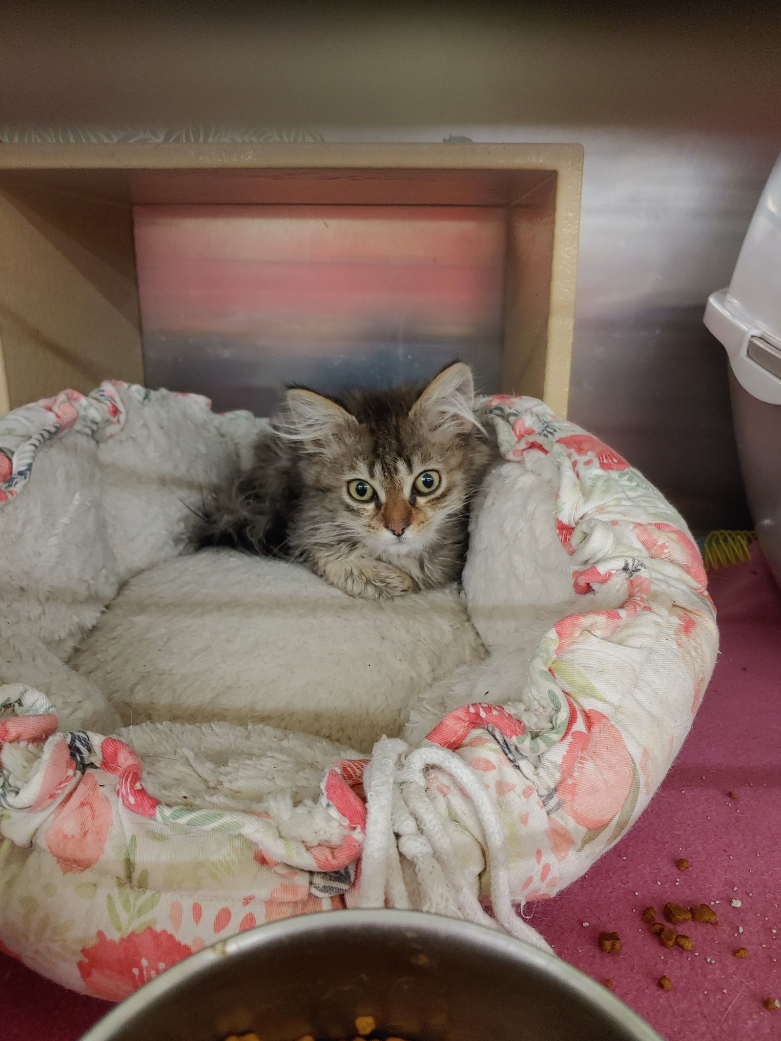 Cats for Adoption in Columbus, Ohio Alpha Paw