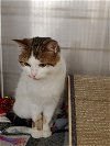 adoptable Cat in , OH named Maxine