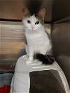 adoptable Cat in columbus, OH named Sunshine