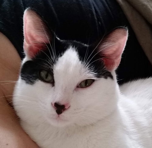 Alfalfa, Senior Domestic Short Hair (short coat), cat for adoption in Westminster, California