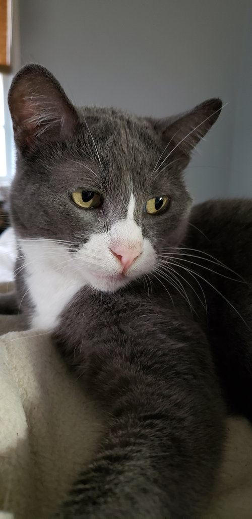 Eleanor, Adult Domestic Short Hair / Tuxedo (short coat), cat for adoption in Westminster, California