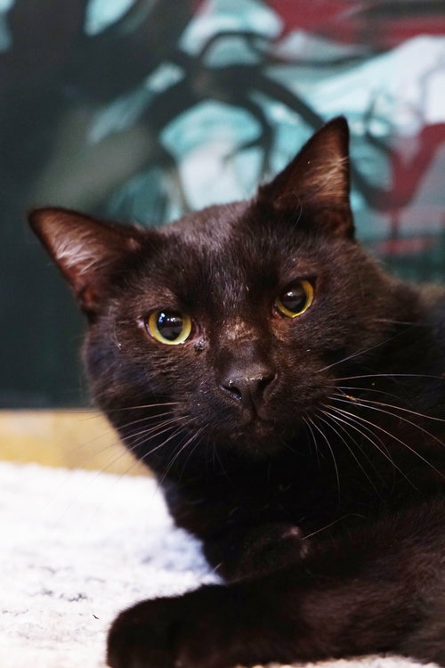 Kerchak, Young Domestic Short Hair / Bombay (short coat), cat for adoption in Westminster, California