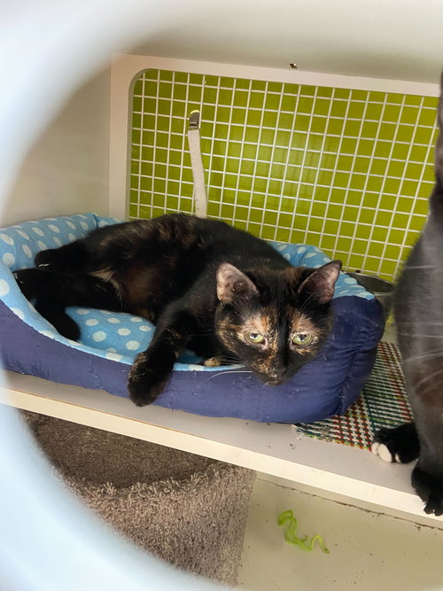 Minerva McGonagall, Young Domestic Short Hair / Tortoiseshell (short coat), cat for adoption in Westminster, California