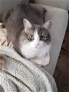 adoptable Cat in  named Paloma Faith