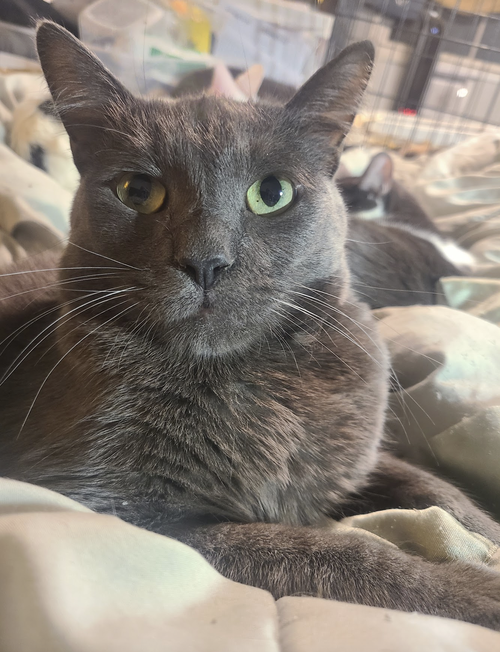 Whiskey, Adult Domestic Short Hair / Russian Blue (short coat), cat for adoption in Brea, California