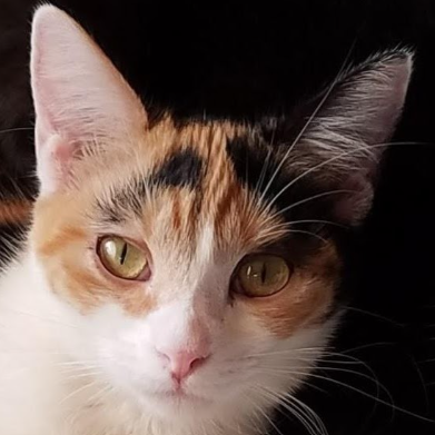 Rosie (Wilma), Adult Domestic Short Hair / Calico (short coat), cat for adoption in Westminster, California