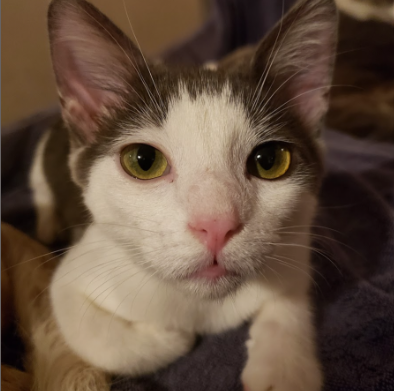 Bo, Adult Domestic Short Hair (short coat), cat for adoption in Westminster, California